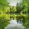 Stream & download Calming Forest Pond with Relaxing Sounds for Stress Relief - Single