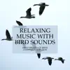 Relaxing Music with Bird Sounds - Sweet Melody of Birds Chirping Collection album lyrics, reviews, download
