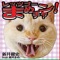 Let's Go Mame-Chan! (feat. Mame Arai) - Kenji Arai lyrics