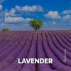 Lavander - Single