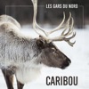 Caribou