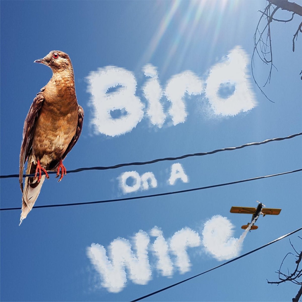 Хочу птица слушать. Birds on a wire. Bird on a wire песня. Песня to Birds on a wire. Listen to the Birds.