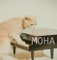Cat Pollen (feat. 주윤하) - Moha lyrics