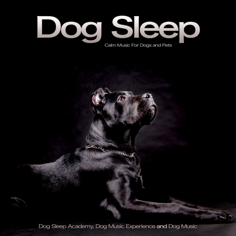 dog music library doggy dreams