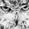 The Owl Song - Single album lyrics, reviews, download