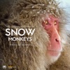 Snow Monkeys (From PBS's "Nature") [Original Television Soundtrack]