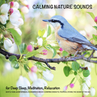 Yella A. Deeken - Calming Nature Sounds (without music) for Deep Sleep, Meditation, Relaxation: Gentle rain, warm springs, a songbird concert, chirping crickets, tropical storms, the sounds of the sea artwork