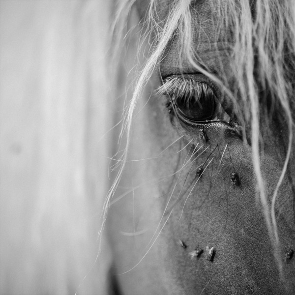 Fed Horses - Ti Ne Poznaš Konjev