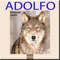 Adolfo (feat. Derman Deniz) - Tabya lyrics