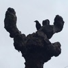 Okayray - Contact Tracing