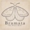 Phototaxis - Brumata lyrics