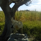 Goat under the Tree artwork