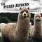 June 30, 2020: International Asteroid Day - The Pissed Alpacas lyrics