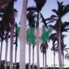 Palm Trees - Single