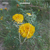 Marigold - A Yeon