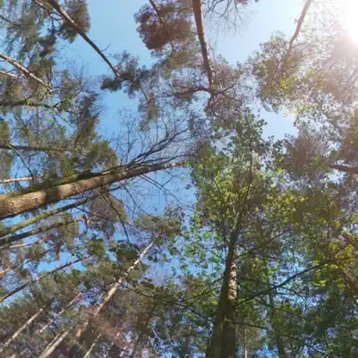 Sequoia - Single - Saiko