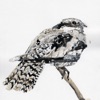 Nightjar Wake up Call - Single