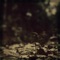 Seedling - Phortran lyrics