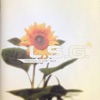 L.S.G. - Fontana