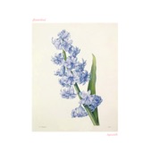 Flowerbed - Hyacinth