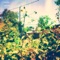 Home Life - Phortran lyrics