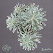 Euphorbia artwork