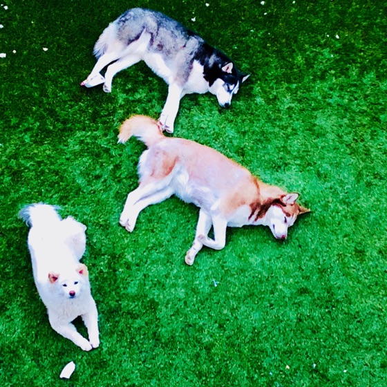Cover artwork for Husky