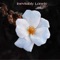 Inevitably Lonely - Lemay lyrics
