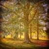 The Trees Bent With Us