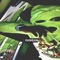 Allen Iverson - BA Trill lyrics