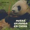 Muere un Panda en China - Nefta Lee lyrics