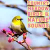 Country Meadow Birds and Nature Sounds - Ambient Wildlife For Study and Relaxation album lyrics, reviews, download