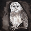 Cosmo Sheldrake - Owl Song