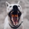 Big Dog - Tajh Malik lyrics