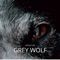 Grey Wolf artwork