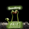 Seedling - Single