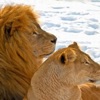 Newsflash Singers - Amazing Love, Amazing Grace