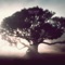 ÁRBOL MADRE - Marantiguo lyrics