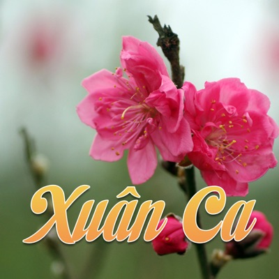 tân cổ cánh thiệp đầu xuân hương lan