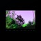 Pine Tree (Ride Slow) [feat. Jokabi] - Griffin Stoller lyrics