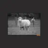 Sheep - Single album lyrics, reviews, download