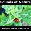 Best Instrumental Sounds of Nature