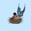 Baby Bird - Single