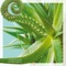 Aloe - LATEXFAUNA lyrics