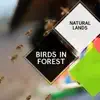 Birds in Forest - Natural Lands album lyrics, reviews, download