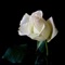 White Roses artwork