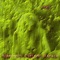 Empyrean Empathy Psychedelion - Gypsy lyrics