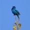 Blue bird artwork