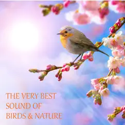 Beautiful Morning Song of Birds In Polish Mountains Song Lyrics