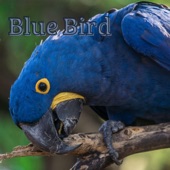 Blue Bird artwork